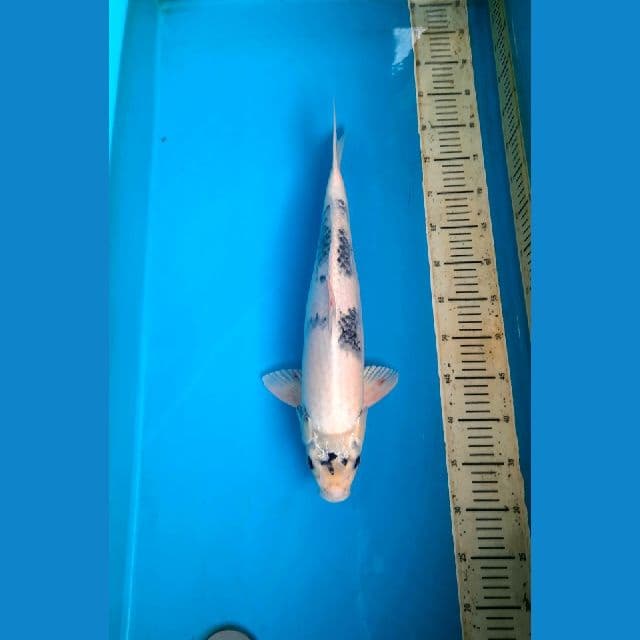 kin shiro 45cm Male