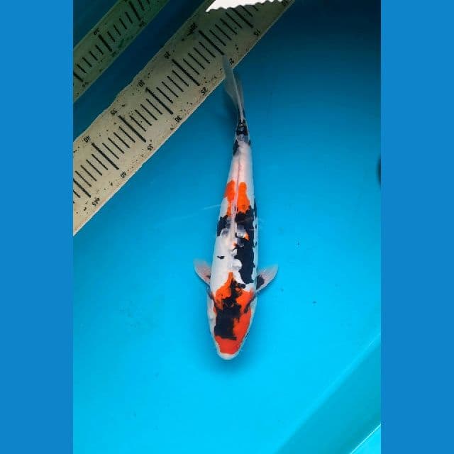 showa doitsu 35cm Male