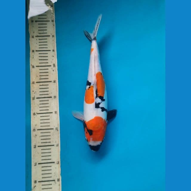 showa doitsu 40cm Female