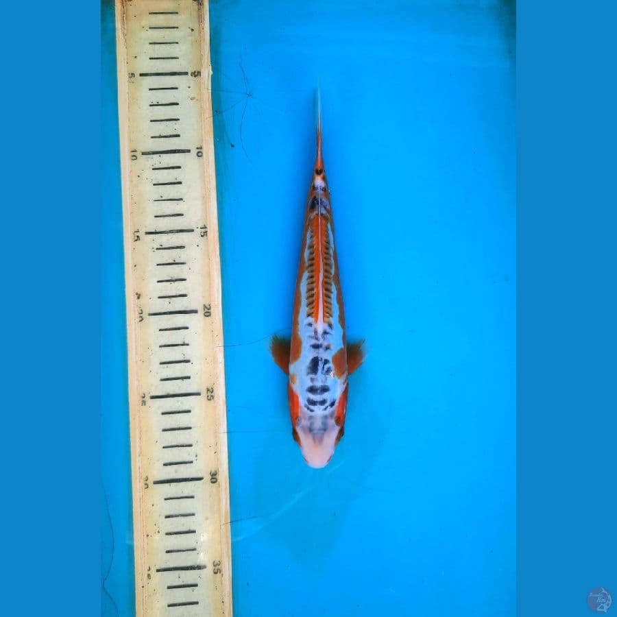shusui 22cm