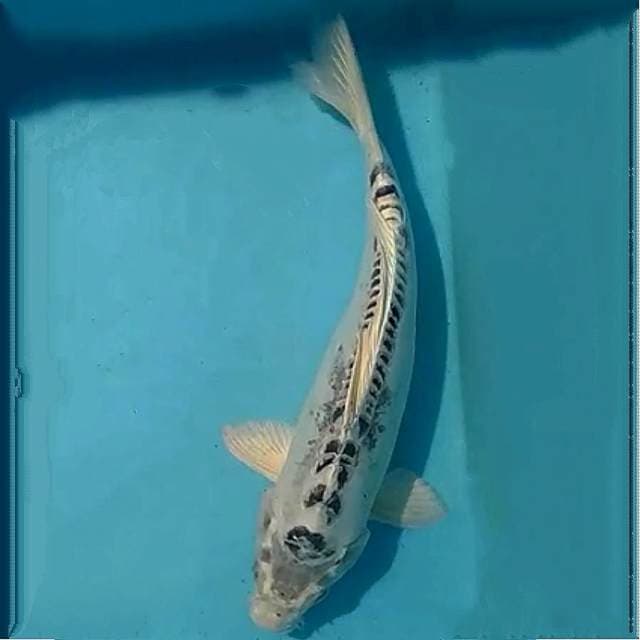 Kikokuryu 26cm