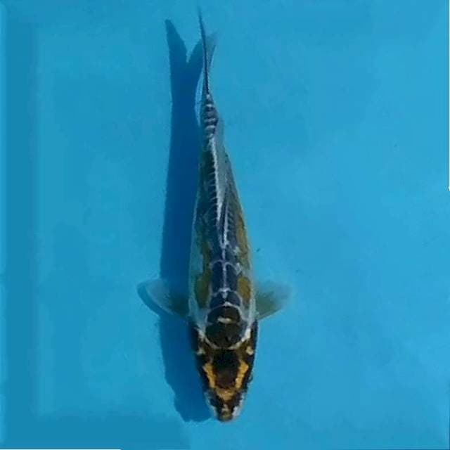 Hana kikokuryu, 26cm