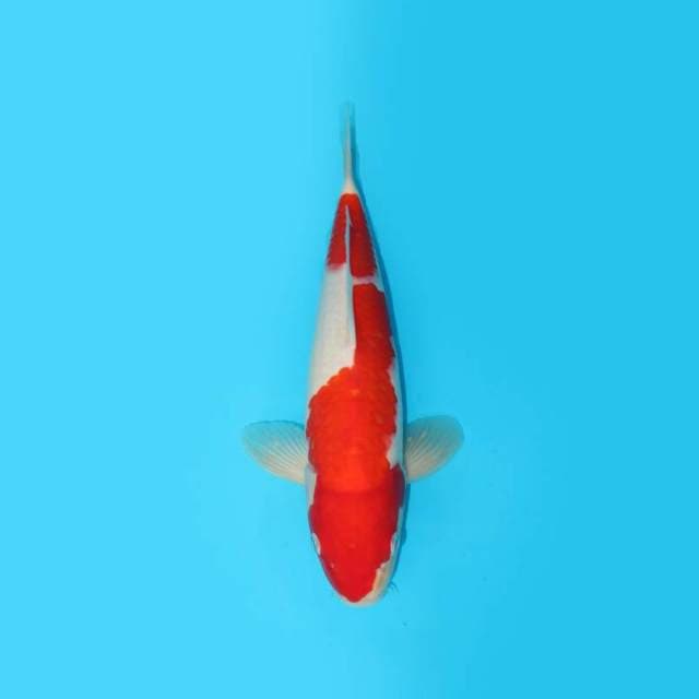 KOHAKU