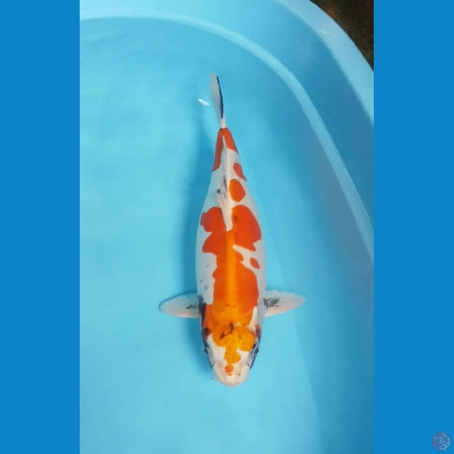 KIKO