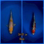 Tc Hariwake & tc kujaku cut KERING