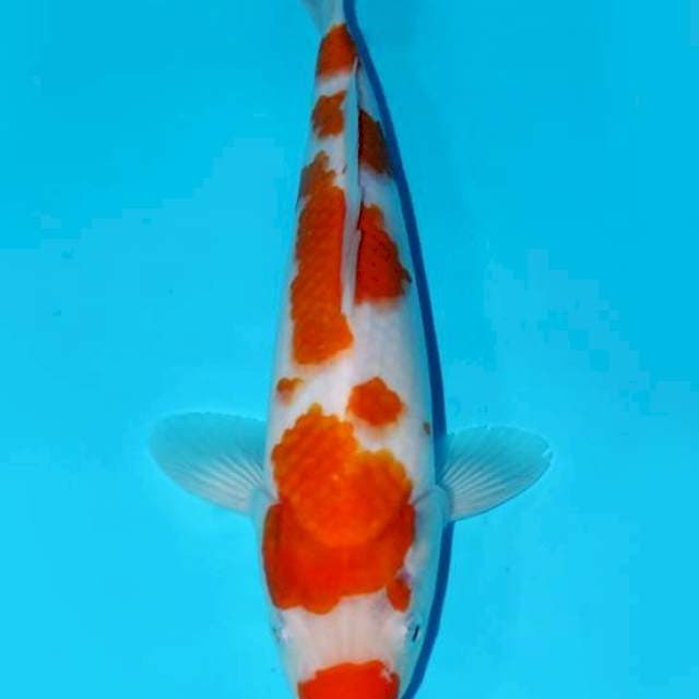 KOHAKU, MALE 30CM