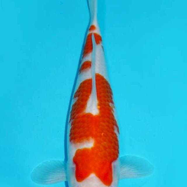 KOHAKU, FEMALE 34CM