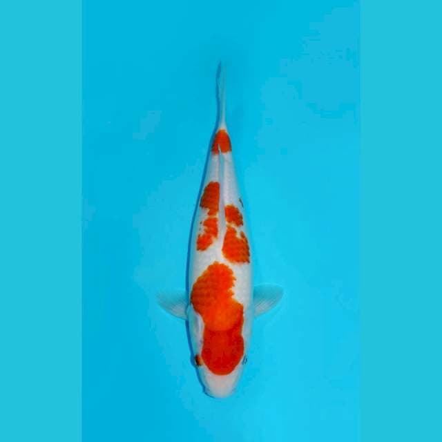 KOHAKU FEMALE 35CM