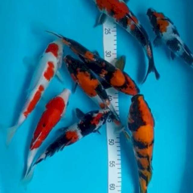 Paket mik 25-30 cm