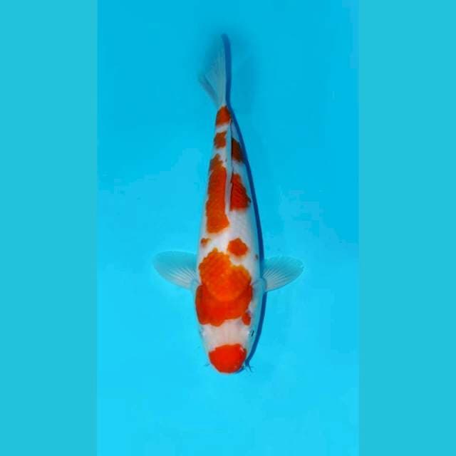 KOHAKU, MALE 30CM