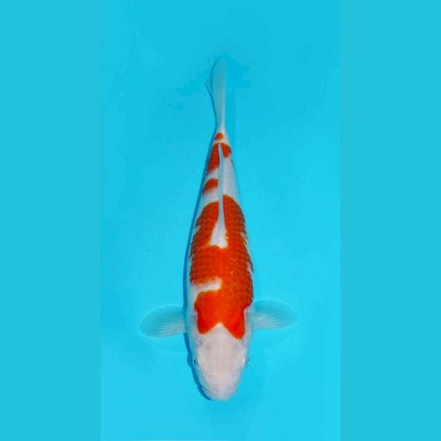 KOHAKU, FEMALE 34CM