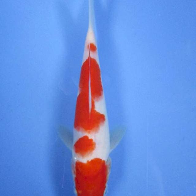 Baby F1.  18 cm