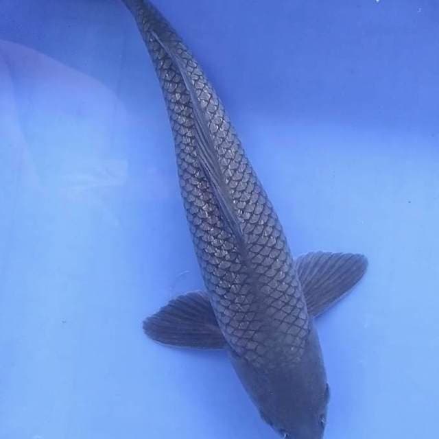 Soragoi ginrin tipis 34 cm