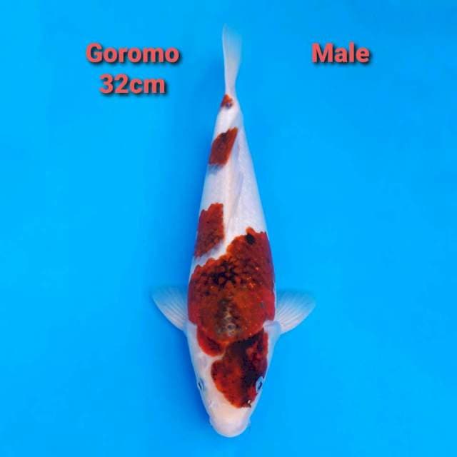 Ai Goromo 32cm Punuk Male