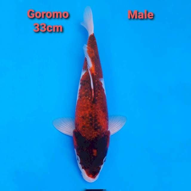 Ai Goromo 33cm Male