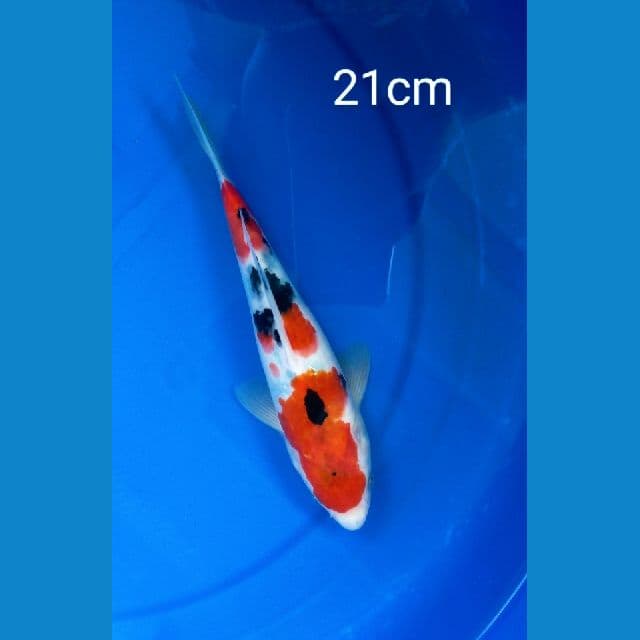 Sanke Jos 21cm