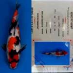 showa sanshoku "Maruhiro koi farm" 30bu