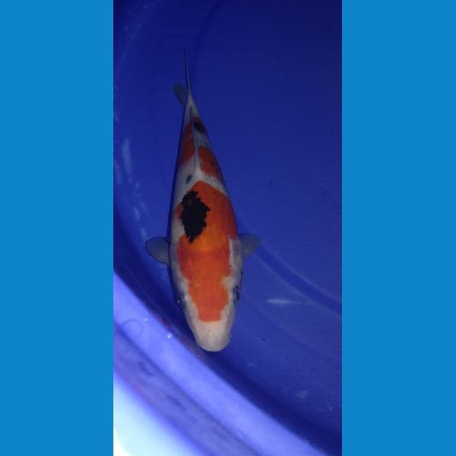 sanke 21cm