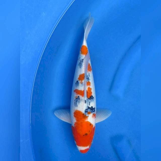 Sanke Jumbo Tosai , 40cm
