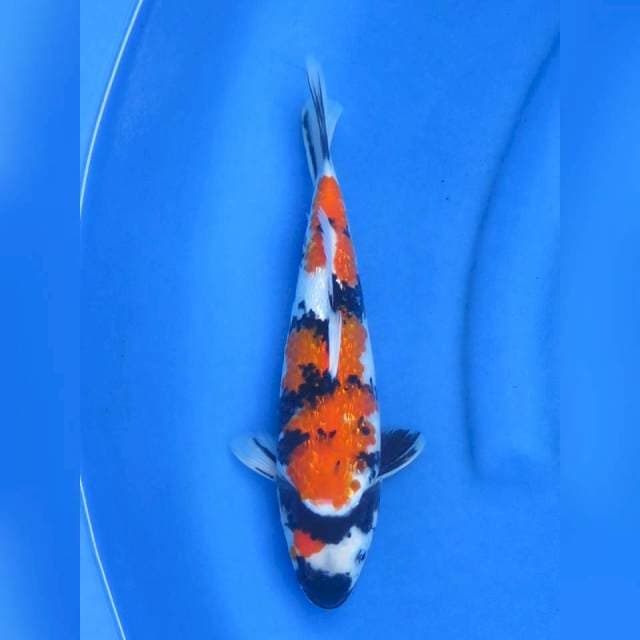 Showa Ginrin Ori , 29cm