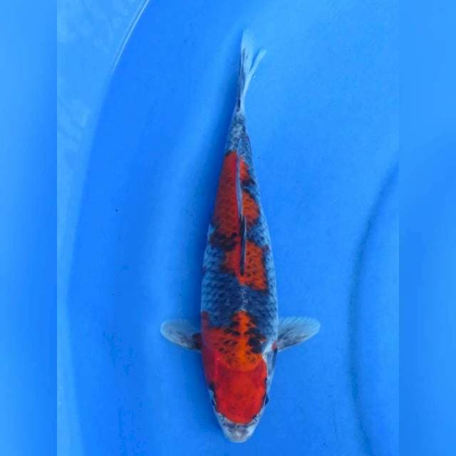 Goshiki , 31cm 