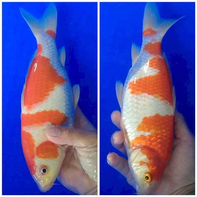 Kohaku strong 29cm 