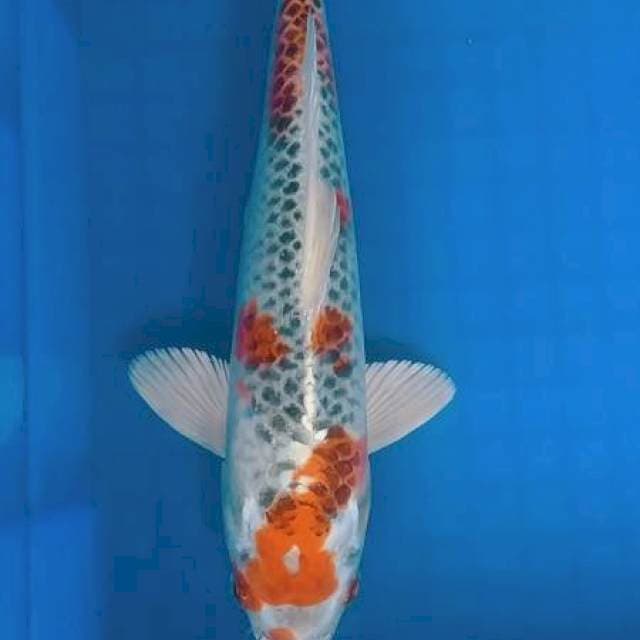 Kujaku 27cm