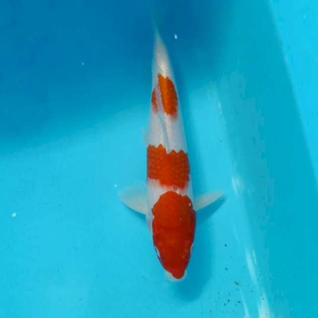 Kohaku 3 step Ori