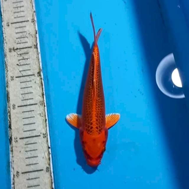 Matsuba 24cm
