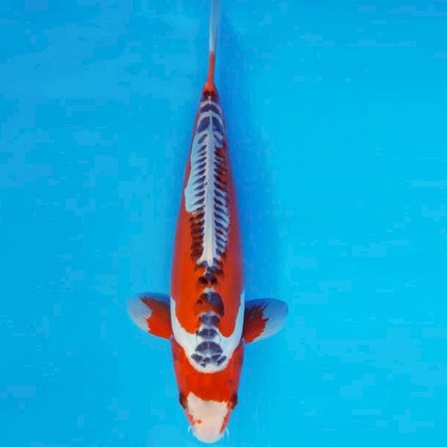 ASOKA 3 - SHUSUI ™