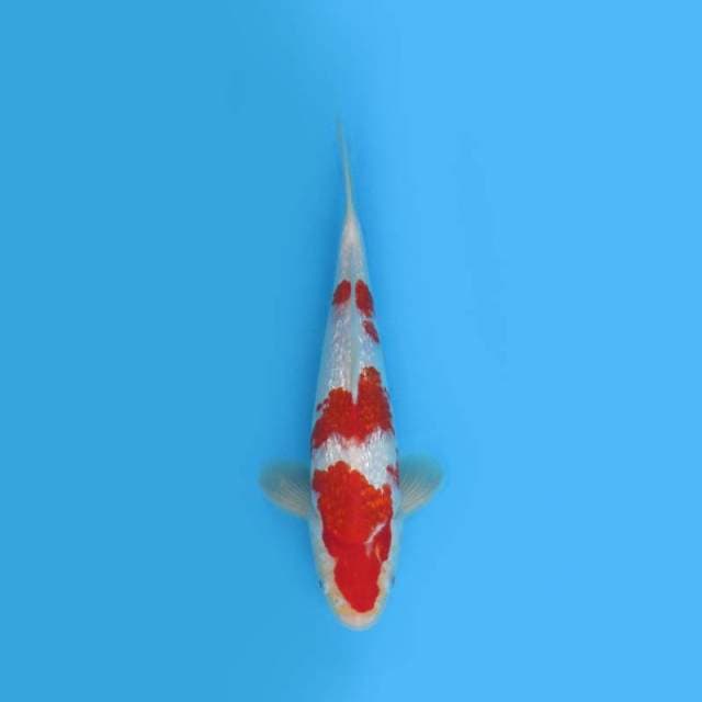 KOHAKU GINRIN