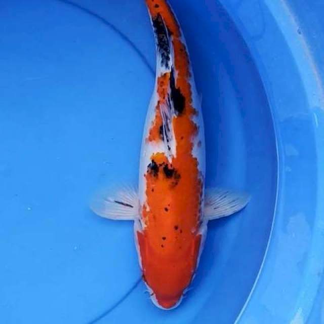 Sanke 39 cm