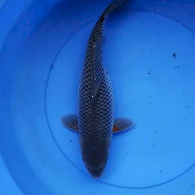 Soragoi 37 cm