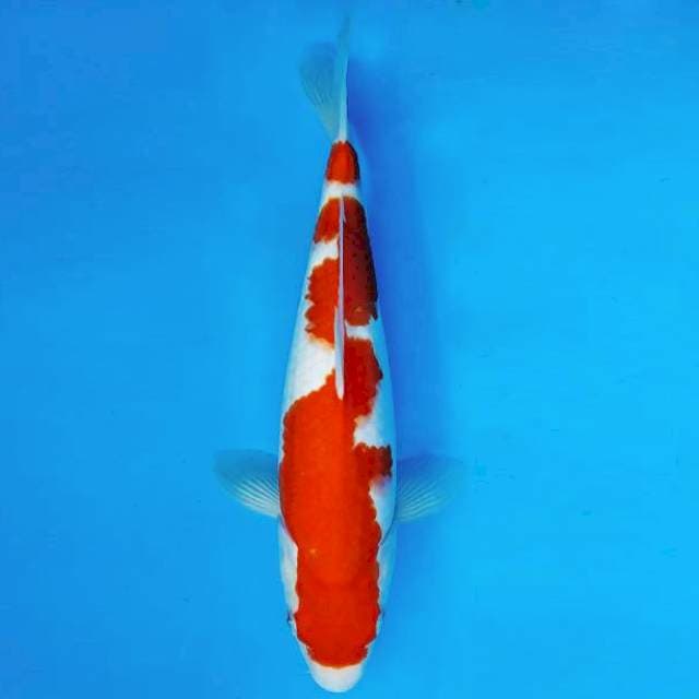 ASOKA 13 ~ KOHAKU ™