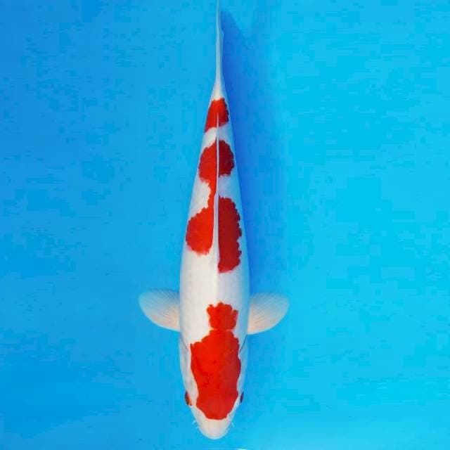 ASOKA 17 ~ KOHAKU ™