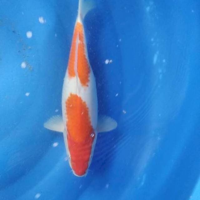 Kuhaku f1