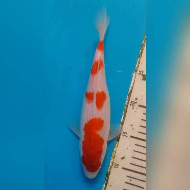 KOHAKU 4 STEP