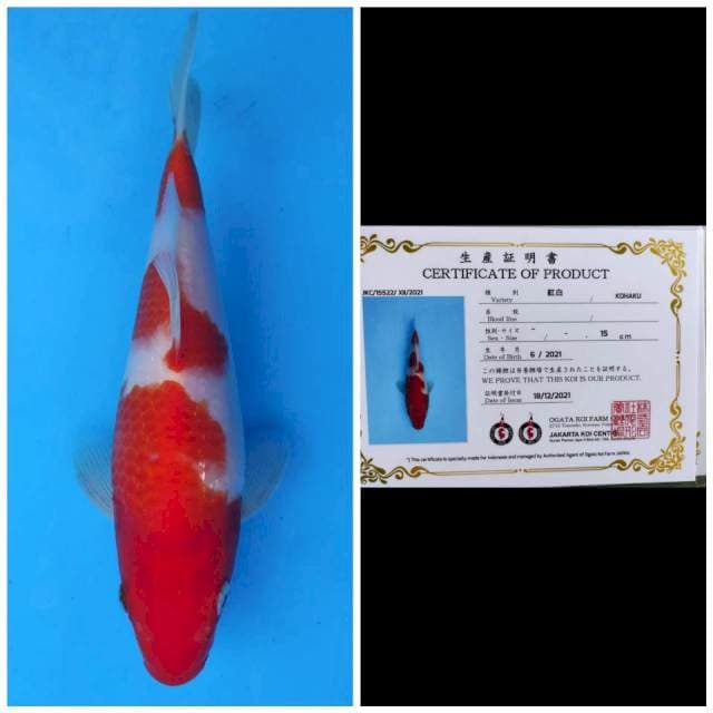 Ogata Kohaku