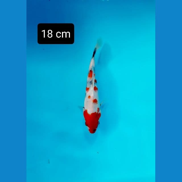 kindai showa 18 cm