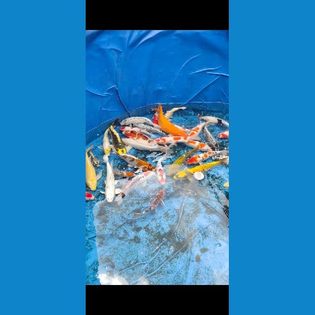 borongan kolam -+50 ekor