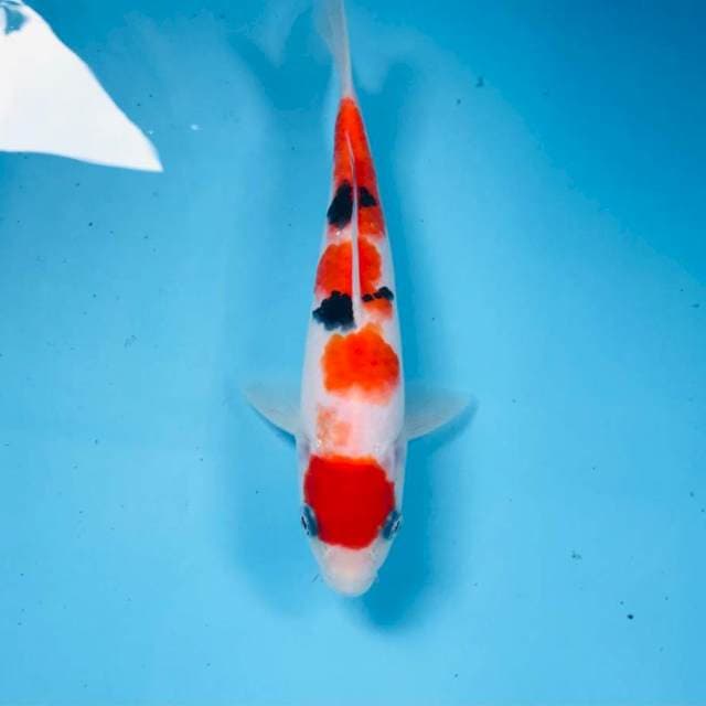Sanke, 22 cm