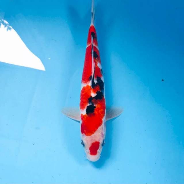 Sanke, 25 cm