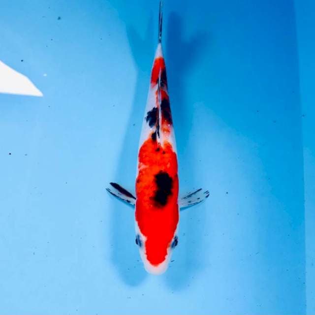 Sanke, 22 cm