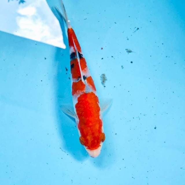 Sanke, 19 cm
