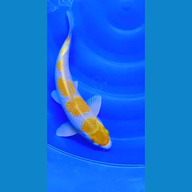 Hariwake HQ 40cm jantan