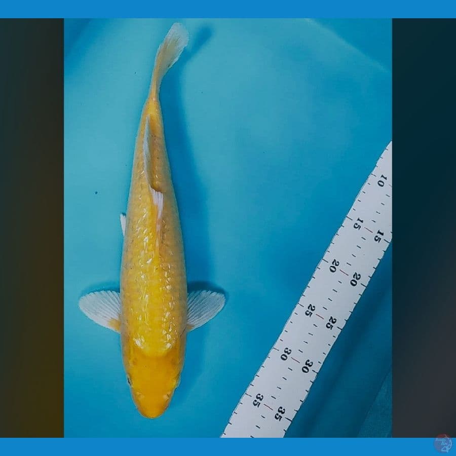 karashi lemon ginrin 35cm male