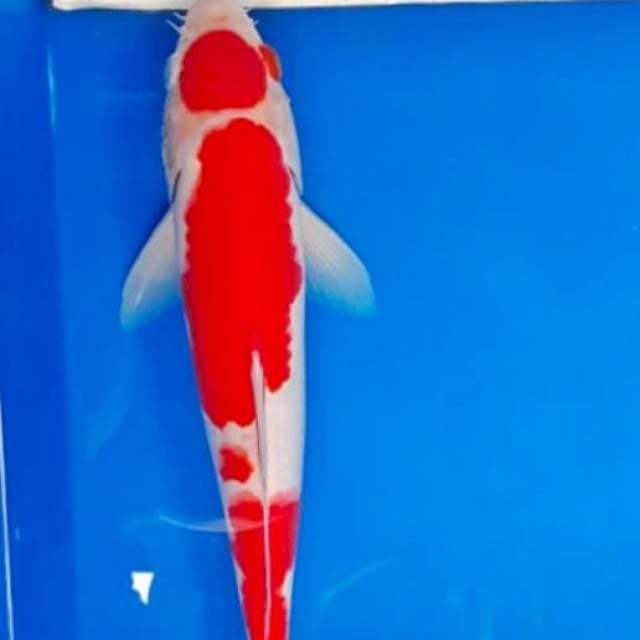 Kohaku maruten 28cm