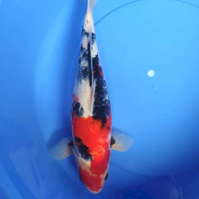 Showa motogoro 40 cm