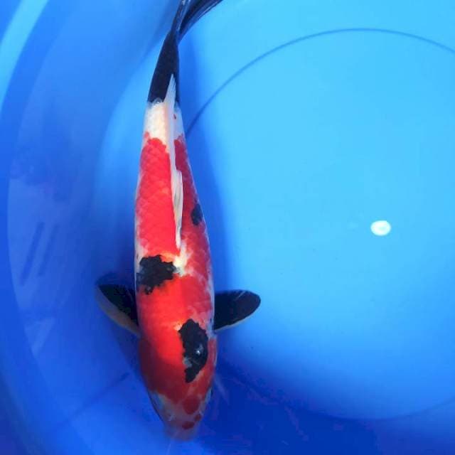 Showa 40 cm