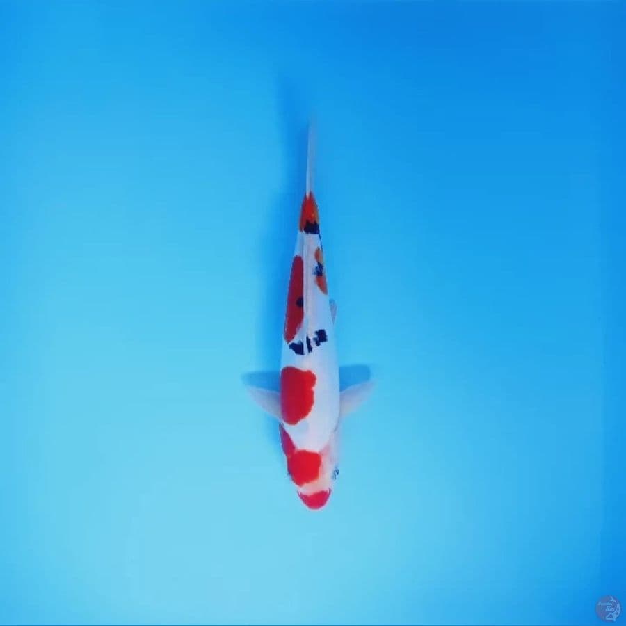 Sanke Doitsu 28 cm